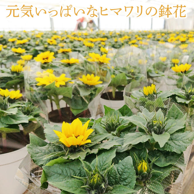 【母の日ギフト】ヒマワリ鉢植え　1鉢入り｜ひまわり ヒマワリ 花 お花 鉢植え 母の日 母の日ギフト ギフト 贈り物 プレゼント 茨城県 行方市(EH-10)