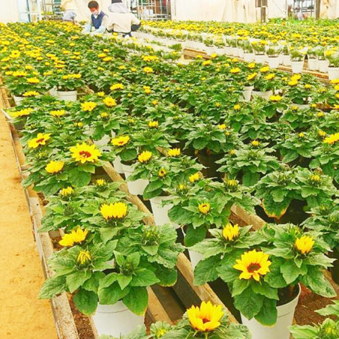 【母の日ギフト】ヒマワリ鉢植え　1鉢入り｜ひまわり ヒマワリ 花 お花 鉢植え 母の日 母の日ギフト ギフト 贈り物 プレゼント 茨城県 行方市(EH-10)