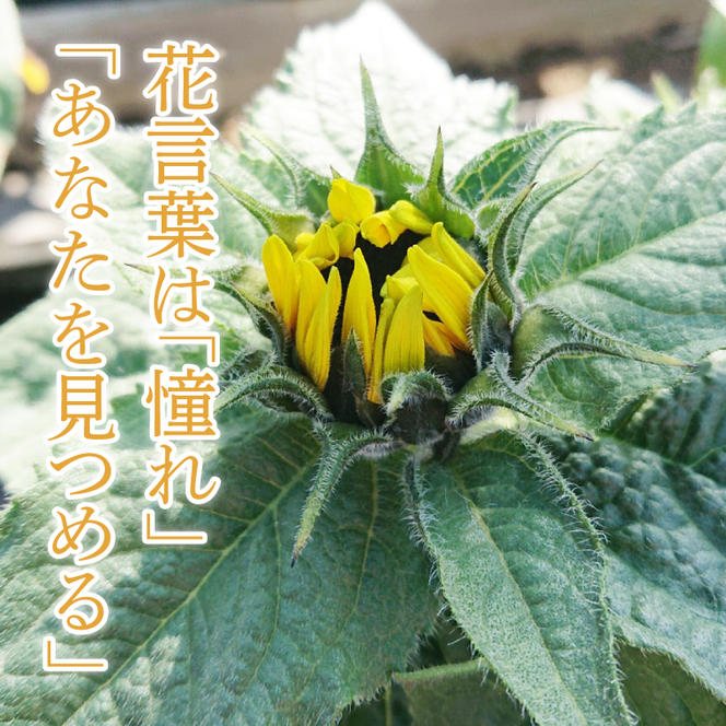 【母の日ギフト】ヒマワリ鉢植え　1鉢入り｜ひまわり ヒマワリ 花 お花 鉢植え 母の日 母の日ギフト ギフト 贈り物 プレゼント 茨城県 行方市(EH-10)