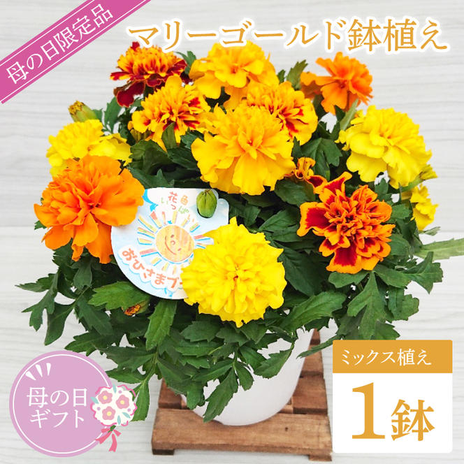 【母の日ギフト】マリーゴールド鉢植え　1鉢入り｜マリーゴールド 花 お花 鉢植え 母の日 母の日ギフト ギフト 贈り物 プレゼント 茨城県 行方市(EH-11)