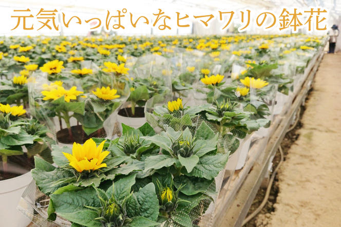 【母の日ギフト】ヒマワリ鉢植え　干し芋のセット｜ひまわり ヒマワリ ほしいも 干し芋 ほし芋 花 お花 鉢植え 母の日 母の日ギフト ギフト 贈り物 プレゼント 茨城県 行方市(EH-12)