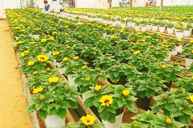 【母の日ギフト】ヒマワリ鉢植え　干し芋のセット｜ひまわり ヒマワリ ほしいも 干し芋 ほし芋 花 お花 鉢植え 母の日 母の日ギフト ギフト 贈り物 プレゼント 茨城県 行方市(EH-12)