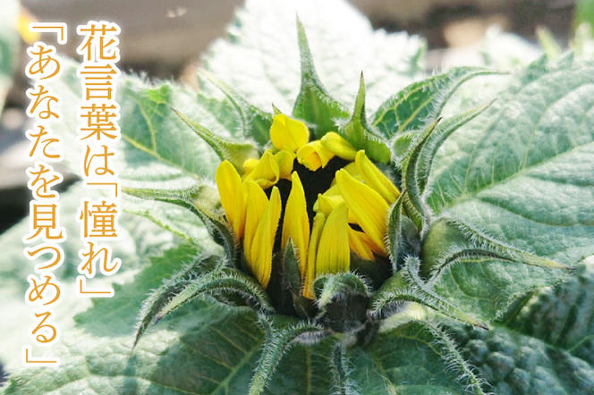 【母の日ギフト】ヒマワリ鉢植え　干し芋のセット｜ひまわり ヒマワリ ほしいも 干し芋 ほし芋 花 お花 鉢植え 母の日 母の日ギフト ギフト 贈り物 プレゼント 茨城県 行方市(EH-12)