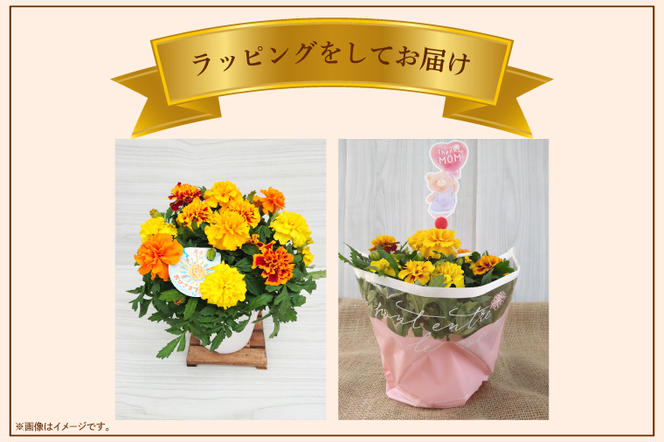 【母の日ギフト】ヒマワリ鉢植え　干し芋のセット｜ひまわり ヒマワリ ほしいも 干し芋 ほし芋 花 お花 鉢植え 母の日 母の日ギフト ギフト 贈り物 プレゼント 茨城県 行方市(EH-12)