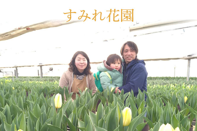 【母の日ギフト】ヒマワリ鉢植え　干し芋のセット｜ひまわり ヒマワリ ほしいも 干し芋 ほし芋 花 お花 鉢植え 母の日 母の日ギフト ギフト 贈り物 プレゼント 茨城県 行方市(EH-12)
