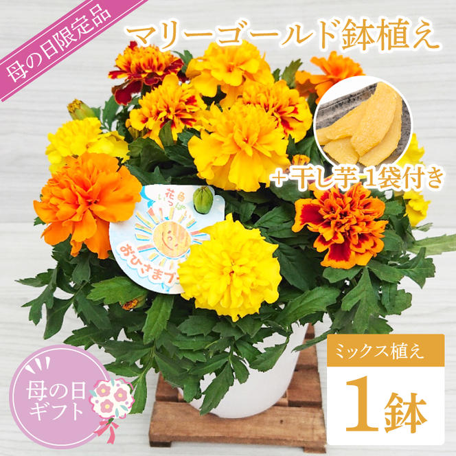 【母の日ギフト】マリーゴールド鉢植え　干し芋のセット｜マリーゴールド ほしいも 干し芋 ほし芋 花 お花 鉢植え 母の日 母の日ギフト ギフト 贈り物 プレゼント 茨城県 行方市(EH-13)