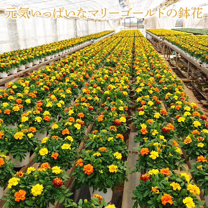 【母の日ギフト】マリーゴールド鉢植え　干し芋のセット｜マリーゴールド ほしいも 干し芋 ほし芋 花 お花 鉢植え 母の日 母の日ギフト ギフト 贈り物 プレゼント 茨城県 行方市(EH-13)