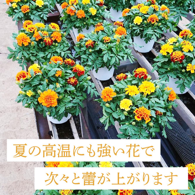 【母の日ギフト】マリーゴールド鉢植え　干し芋のセット｜マリーゴールド ほしいも 干し芋 ほし芋 花 お花 鉢植え 母の日 母の日ギフト ギフト 贈り物 プレゼント 茨城県 行方市(EH-13)