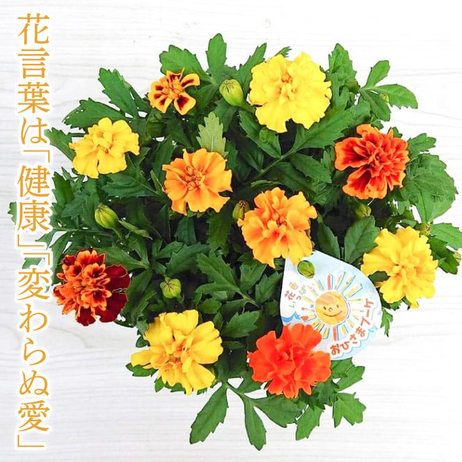 【母の日ギフト】マリーゴールド鉢植え　干し芋のセット｜マリーゴールド ほしいも 干し芋 ほし芋 花 お花 鉢植え 母の日 母の日ギフト ギフト 贈り物 プレゼント 茨城県 行方市(EH-13)