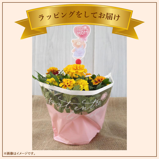 【母の日ギフト】マリーゴールド鉢植え　干し芋のセット｜マリーゴールド ほしいも 干し芋 ほし芋 花 お花 鉢植え 母の日 母の日ギフト ギフト 贈り物 プレゼント 茨城県 行方市(EH-13)