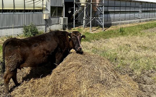 牛肉 小間切れ 立山放牧和牛 1箱約 1kg 冷凍 [K・MEATこま切れ 細切れ 和牛 国産牛 放牧 牛 肉 赤身 グルメ 富山県 立山町 F6T-170