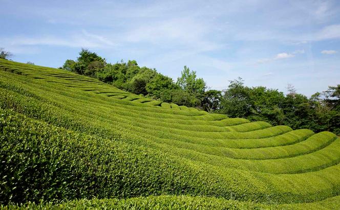 宇治深蒸し煎茶「竹の匠」1kg（250g×4本）〈お茶 茶 煎茶 緑茶 深むし 深蒸し茶 茶葉 上級 宇治 宇治茶 日本茶 飲料 加工食品〉