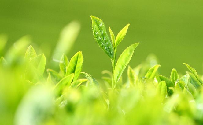 宇治深蒸し煎茶「竹の匠」1kg（250g×4本）〈お茶 茶 煎茶 緑茶 深むし 深蒸し茶 茶葉 上級 宇治 宇治茶 日本茶 飲料 加工食品〉