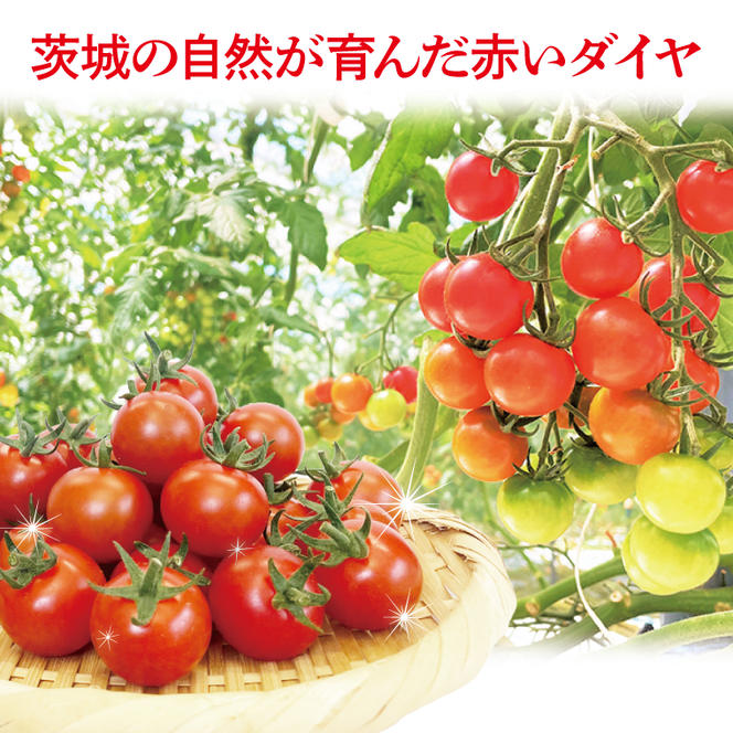 珊瑚トマト　3kg【野菜 トマト とまと ミニトマト みにとまと フルーツトマト 新鮮 リコピン ビタミン】（AX101）