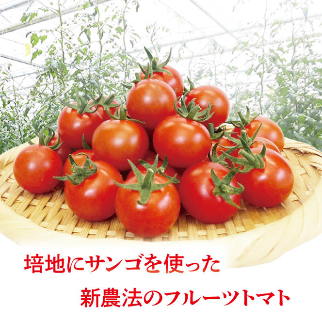 珊瑚トマト　150ｇパック×12入り【野菜 トマト とまと ミニトマト みにとまと フルーツトマト 新鮮 リコピン ビタミン】（AX102）