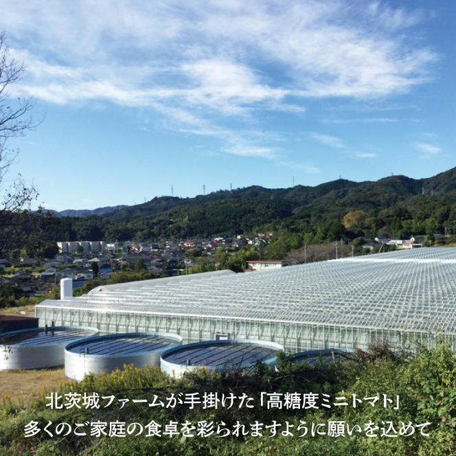 珊瑚トマト　150ｇパック×12入り【野菜 トマト とまと ミニトマト みにとまと フルーツトマト 新鮮 リコピン ビタミン】（AX102）