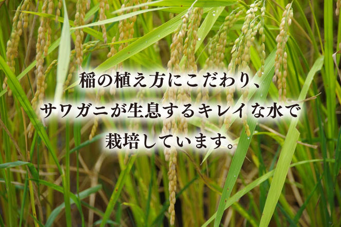 【令和6年産新米】コシヒカリ　2kg【新米　有機栽培　安心　美味しい　おにぎり　6000円以下】(BD101)