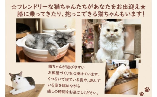 鹿嶋市の癒しの空間　猫カフェでまったり　猫かふぇジュエリー　１時間利用券セット　２名様 （KCS-2）