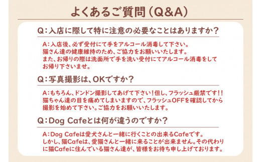 鹿嶋市の癒しの空間　猫カフェでまったり　猫かふぇジュエリー　１時間利用券セット　２名様 （KCS-2）