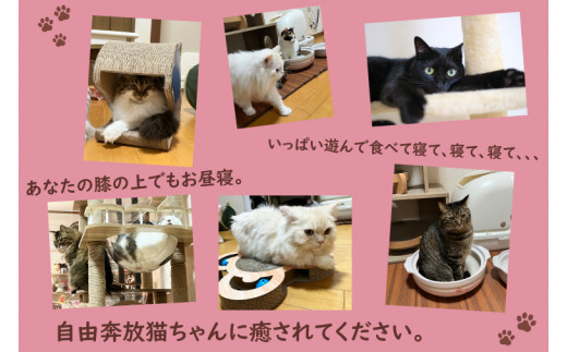 鹿嶋市の癒しの空間　猫カフェでまったり　猫かふぇジュエリー　１時間利用券セット　１名様 （KCS-1）