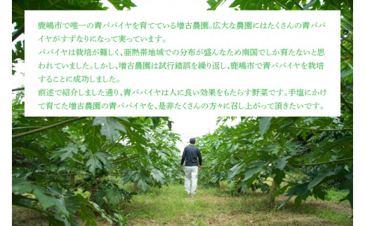 【先行予約】鹿嶋市唯一の青パパイヤ農園！青パパイヤ 約2kg （KBF-4）