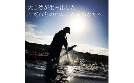 【先行予約】オーガニック肥料で育てたれんこん 2kg【茨城県 鹿嶋市 有機栽培 オーガニック レンコン 蓮根 野菜 根菜 産地直送 有機野菜 】（KBJ-1）