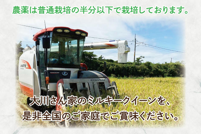 【新米先行予約】【令和6年産】鹿嶋市産ミルキークイーン 10kg(5kg×2袋)【お米 米 鹿嶋市 茨城県 白米 新米 おにぎり ごはん 30000円以内 3万円以内】(KBS-9）