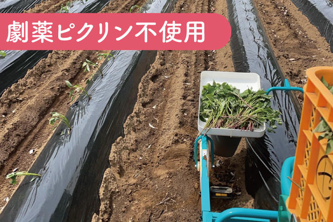 ポテト小屋の生さつまいも 【紅はるか】 10kg 【鹿嶋市 減農薬 サツマイモ 生芋 べにはるか 送料無料 10キロ 15000円以下】 (KBR-4)