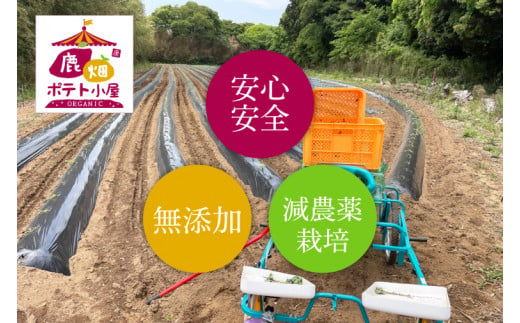 【数量限定】鹿嶋市産！！鹿畑ポテト小屋の紅はるか　ペット用　おやつ　干し芋　合計1kg（KBR-6）