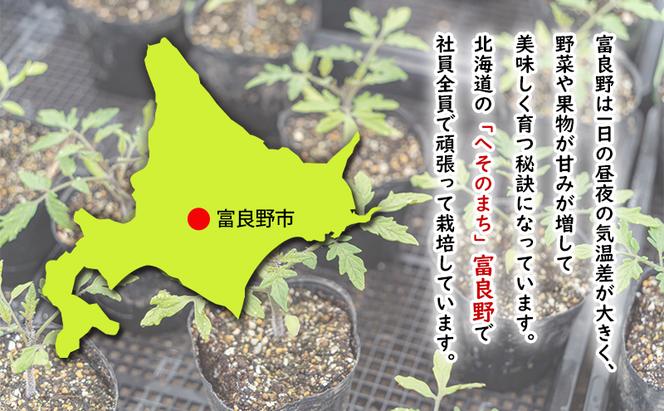 【2024年夏発送】ふらの ミニトマト 1kg（品種：ほれまる）北海道 富良野市 野菜 新鮮 直送 トマト 道産 ふらの 送料無料 数量限定 先着順