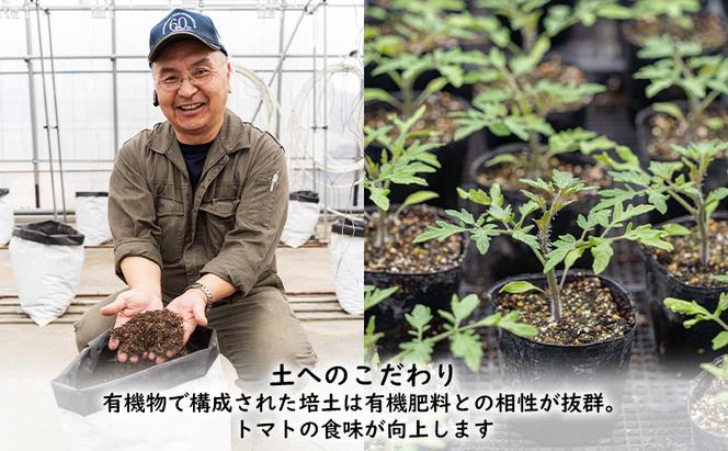 【2024年夏発送】ふらの ミニトマト 1kg（品種：ほれまる）北海道 富良野市 野菜 新鮮 直送 トマト 道産 ふらの 送料無料 数量限定 先着順