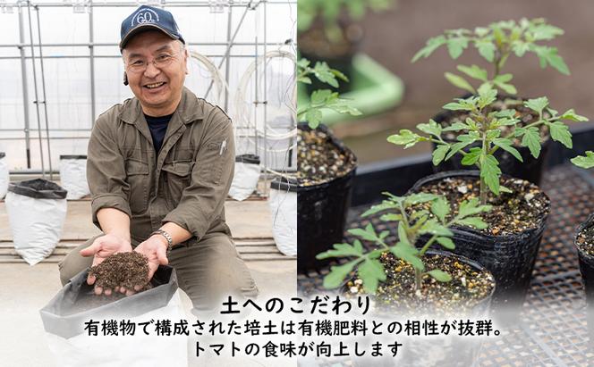 【2024年夏発送】ふらの ミニトマト 1kg（品種：ラブリーさくら）北海道 富良野市 野菜 新鮮 直送 トマト 道産 ふらの 送料無料 数量限定 先着順