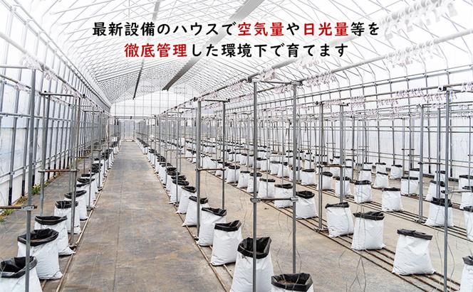 【2025年夏発送】ふらの ミニトマト 食べ比べ 各1kg×2種 計2kg（品種：ほれまる＆ラブリーさくら）北海道 富良野市 野菜 新鮮 直送 トマト 道産 ふらの 送料無料 数量限定 先着順