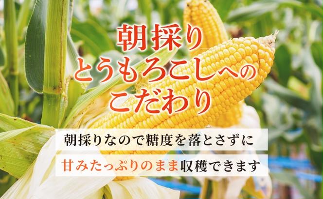 北海道産 朝もぎ とうもろこし 恵味 L-LLサイズ 約400g×15本 スイートコーン ゴールドコーン トウモロコシ とうきび コーン 旬 完熟 野菜 甘い おやつ 産地直送 お取り寄せ 北海道 送料無料 伊達 