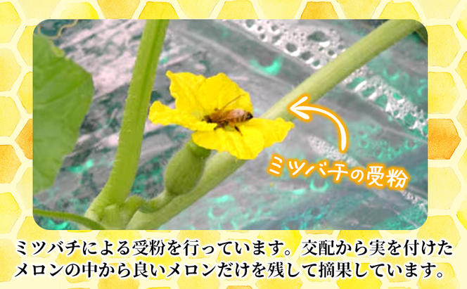 【先行受付  2025年発送】ふらのメロン 赤肉 大玉 ジャンボ 1玉入 (2kg～2.5kg) 北海道 富良野 メロン 夏 果物 フルーツ ギフト 長沢農園