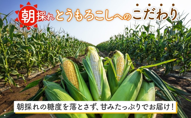  北海道 朝もぎ とうもろこし 恵味 ホイップコーン 各5本 計10本 L-LL サイズ 黄色 白色 トウモロコシ 黄 白 とうきび コーン 旬 完熟 甘い お取り寄せ 産地直送 北海道産