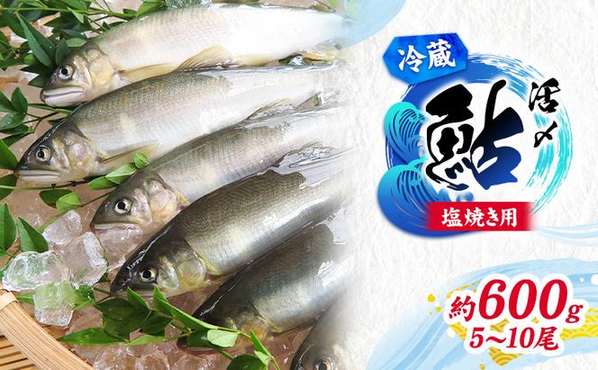 【先行予約】塩焼き用 活〆鮎 約600g （5尾～10尾）| 鮎 あゆ アユ 魚介 魚 川魚 塩焼き 鮎めし 雑炊 おかず 簡単 お手軽  岐阜県 瑞穂市 ※北海道・沖縄・離島への配送不可 2026年7月上旬～9月中旬頃に順次発送予定