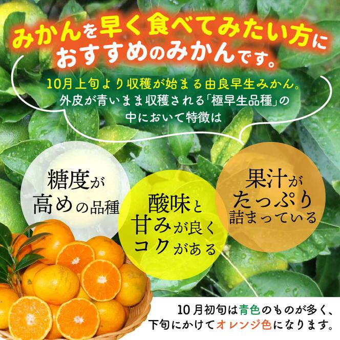 BB6203_先行予約 和歌山由良町産 由良早生みかん 約3kg  訳あり キズ 御家庭用 サイズ混合