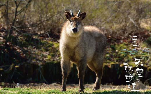 お米【毎日が最後の晩餐、立山天空米】吟撰米 ( 精米 ) 10kg ( 5kg×2袋 ) 富山県 立山町 F6T-122