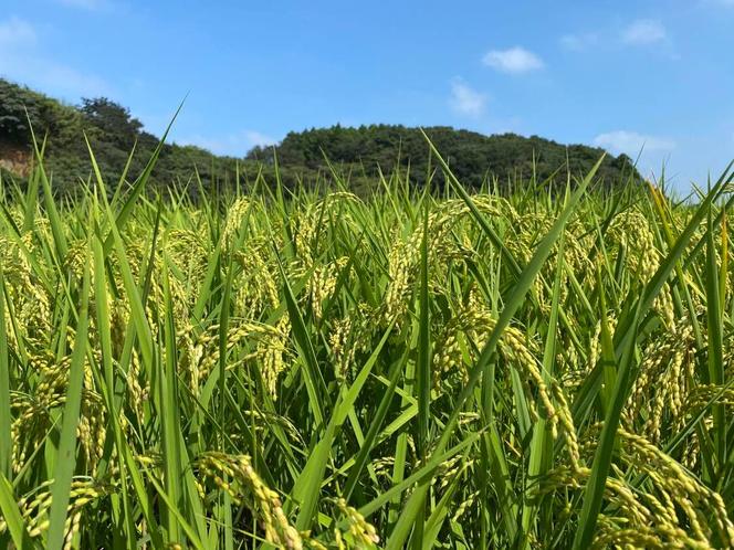 【できるだけ農薬を減らした】マキタ超こしひかり 玄米10kg【茨城県共通返礼品・行方市産】【おいしい お米 マキタ 減農薬 安心 げんまい  鹿嶋市】（KBE-30）