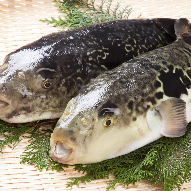 鍋用トラフグぶつ切り3～4人前(約600g)/福井県産