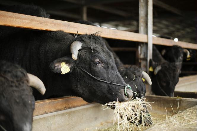 【幻の神戸ビーフ】特選 黒田庄和牛（焼肉用赤身モモ、300g）≪冷蔵でお届け≫