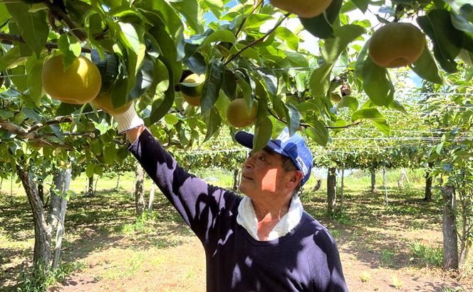 先行予約 男鹿梨 「渡部農園」の 南水 梨 たっぷり 約5kg 秋田県 男鹿市