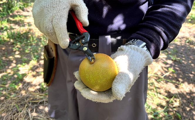 先行予約 男鹿梨 「渡部農園」の 南水 梨 たっぷり 約5kg 秋田県 男鹿市