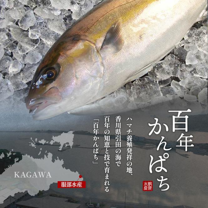 「百年かんぱち」フィレ 約1.2kg 