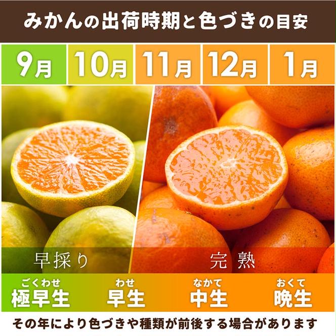 家庭用 完熟 有田みかん10kg＋300g（傷み補償分）サイズ混合　※北海道・沖縄・離島への配送不可　※2024年11月中旬～2025年1月下旬頃に順次発送予定