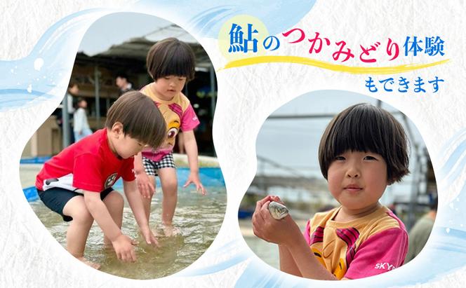 【先行予約】塩焼き用 活〆鮎 1kg （10尾～16尾）| 鮎 あゆ アユ 魚介 魚 川魚 塩焼き 鮎めし 雑炊 おかず 簡単 お手軽  岐阜県 瑞穂市 ※北海道・沖縄・離島への配送不可 ※2026年7月上旬～9月中旬頃に順次発送予定