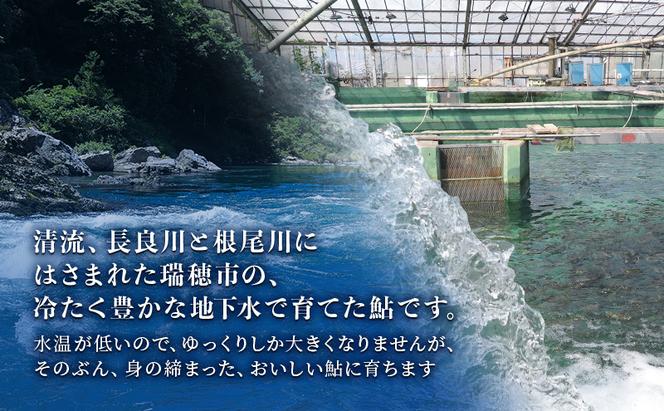 【先行予約】塩焼用 活〆冷凍あゆ 約1kg（9尾～13尾）| 鮎 あゆ アユ 魚介 魚 川魚 塩焼き 鮎めし 雑炊 おかず 簡単 お手軽  岐阜県 瑞穂市 ※北海道・沖縄・離島への配送不可 ※2026年7月上旬～9月中旬頃に順次発送予定