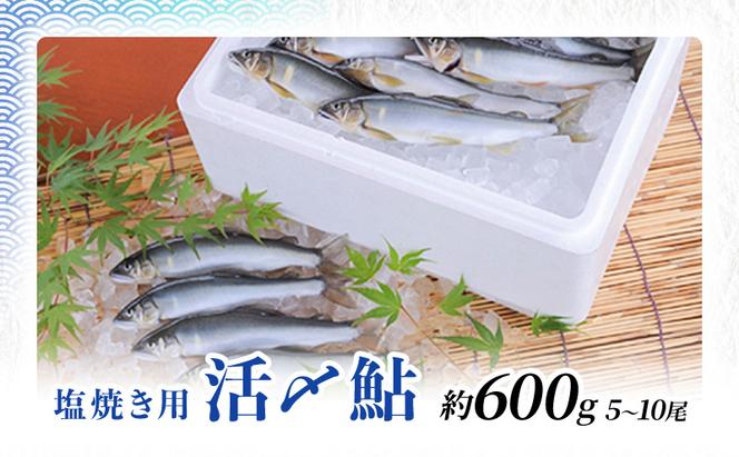 【先行予約】塩焼き用 活〆鮎 約600g （5尾～10尾）| 鮎 あゆ アユ 魚介 魚 川魚 塩焼き 鮎めし 雑炊 おかず 簡単 お手軽  岐阜県 瑞穂市 ※北海道・沖縄・離島への配送不可 2026年7月上旬～9月中旬頃に順次発送予定