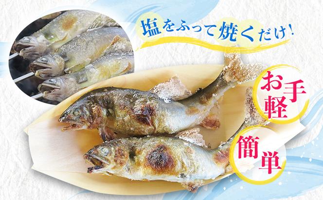 【先行予約】塩焼き用 活〆鮎 1kg （10尾～16尾）| 鮎 あゆ アユ 魚介 魚 川魚 塩焼き 鮎めし 雑炊 おかず 簡単 お手軽  岐阜県 瑞穂市 ※北海道・沖縄・離島への配送不可 ※2026年7月上旬～9月中旬頃に順次発送予定
